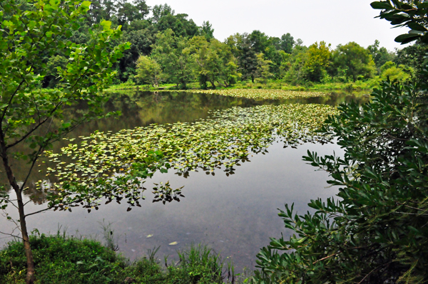 view from the Boardwalk